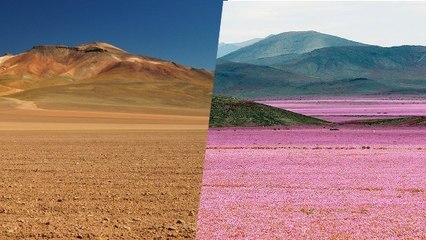 Le désert d’Atacama, l'un des plus arides au monde, se transforme en incroyable champ de fleurs