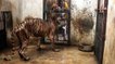 Le zoo de Surabaya ou "zoo de la mort" continue d'inquiéter en Indonésie
