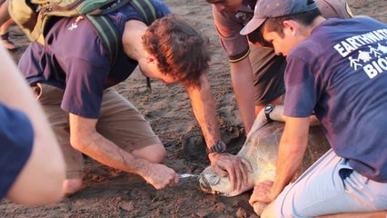 L'émouvant sauvetage d'une tortue avec une fourchette coincée dans le nez