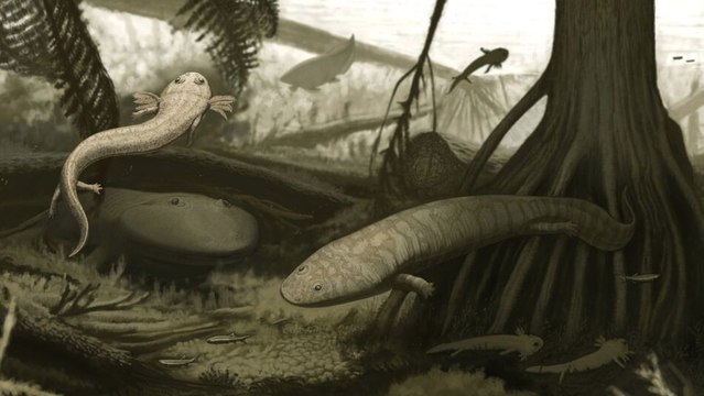 Les fossiles de deux espèces d’amphibiens découverts au Brésil