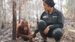 Les orangs-outans gravement menacés par les incendies en Indonésie