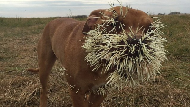 Trois chiens font une terrible rencontre avec un porc-épic au Canada