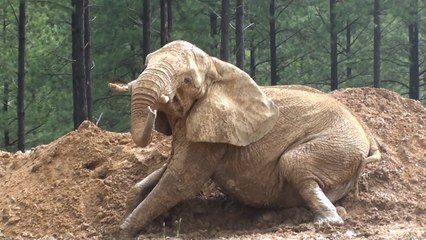 Une caméra surprend un éléphant s'amuser dans un bain de boue