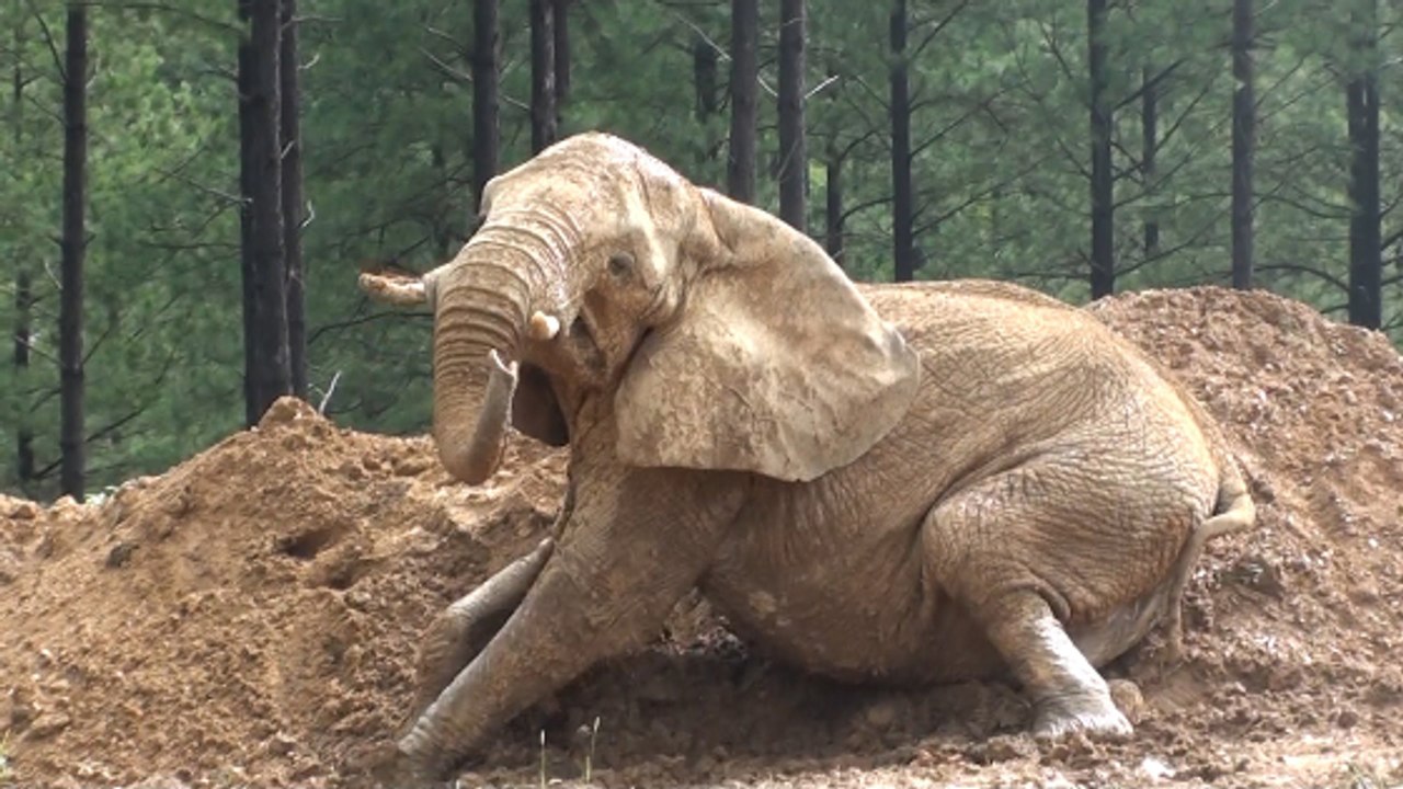 Une caméra surprend un éléphant s'amuser dans u...