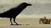 Un face-à-face étonnant entre un corbeau affamé et un crabe filmé sur une plage