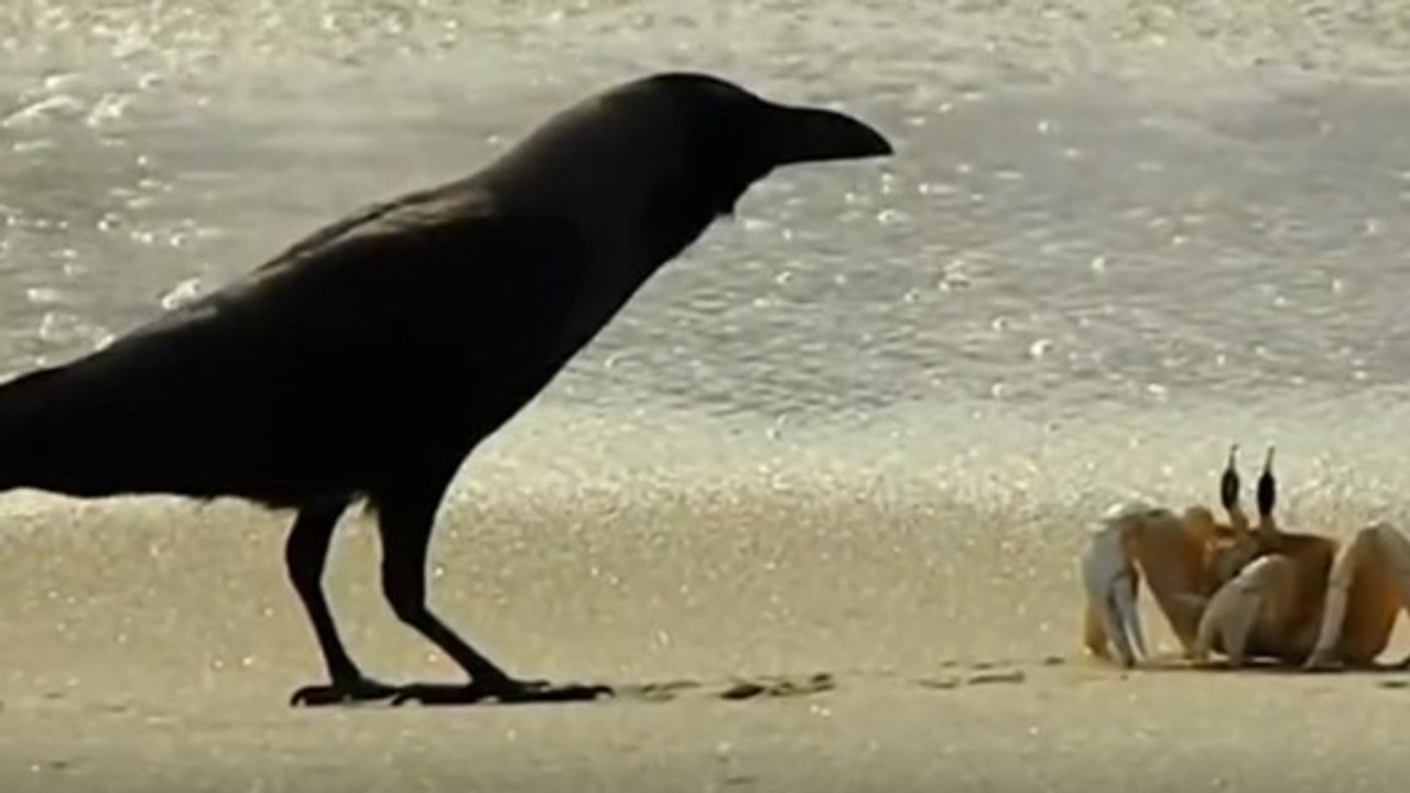 Un face-à-face étonnant entre un corbeau affamé et un crabe filmé sur une plage