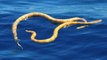 Deux serpents marins considérés comme éteints réapparaissent en Australie