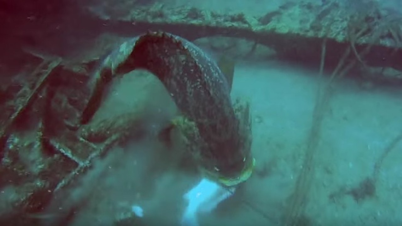 Quand des mérous goliath s’invitent à une séance de pêche au harpon