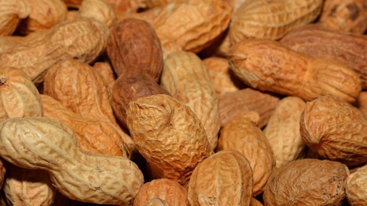 Un patch novateur contre l'allergie aux arachides