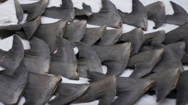 Une start-up crée des ailerons artificiels pour tenter de sauver des millions de requins