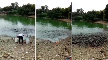 Pour manger, ces poissons sont prêts à tout... même à s'échouer !