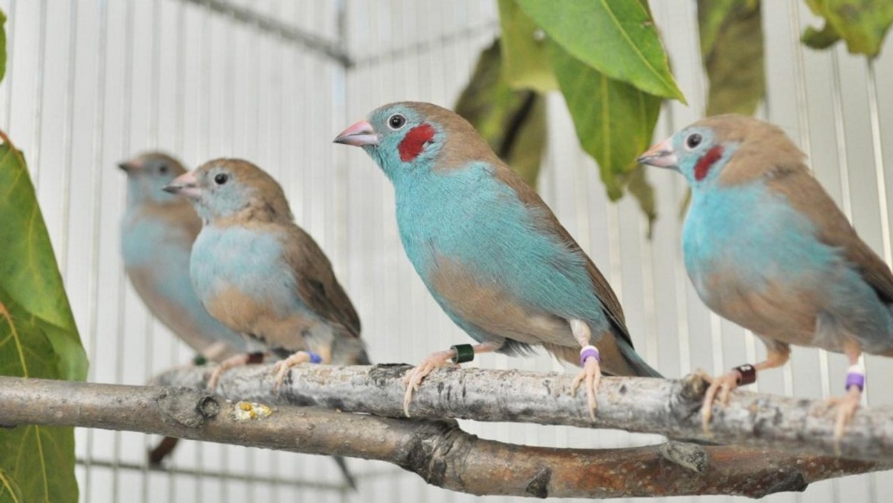 L'incroyable parade nuptiale de l’oiseau danseur de claquettes