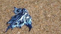 Glaucus atlanticus, une étonnante créature bleue retrouvée sur une plage australienne
