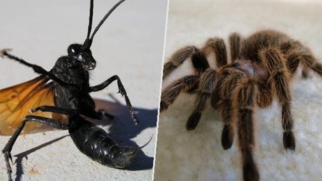 Un combat spectaculaire entre une guêpe et une mygale filmé en pleine nature