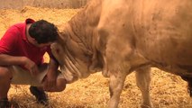 L’incroyable réaction d’un taureau après avoir été libéré par une association