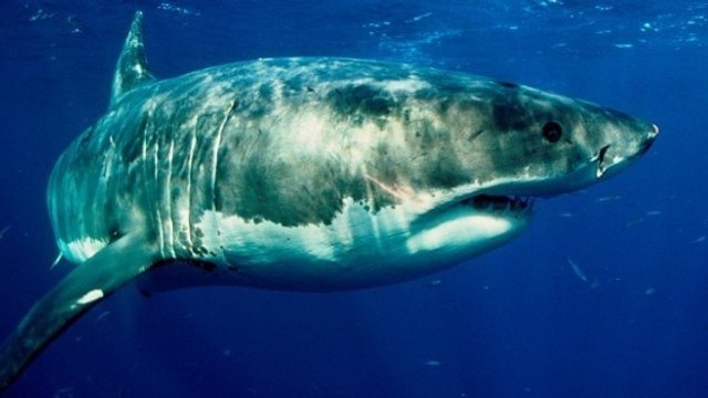 Un requin blanc meurt après trois jours de captivité dans un aquarium japonais