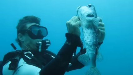 Un plongeur vient en aide à un poisson porc-épic au péril de sa vie