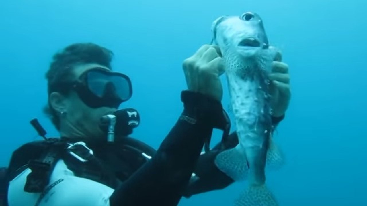 Un plongeur vient en aide à un poisson porc-épic au péril de sa vie