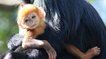 Un petit singe extrêmement rare voit le jour dans un zoo australien