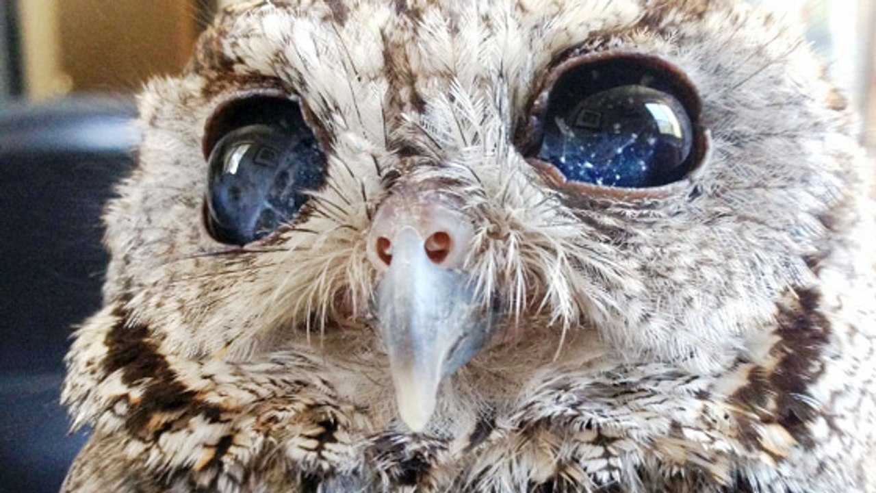 Zeus, l'incroyable hibou aux yeux pleins d'étoiles