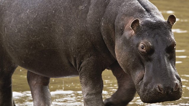 Quand des poissons offrent une vraie séance de toilettage à un hippopotame