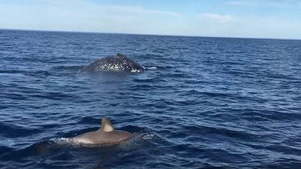 Des pêcheurs chanceux reçoivent la visite de dauphins, d'un phoque et d'une baleine en moins de 2 minutes