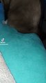 grabando un video  de tik tok con el gato chocolate en la cama felino amigo posando animal mascota