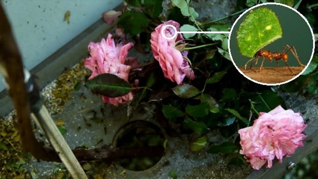 L’incroyable travail de fourmis coupe-feuille filmé en accéléré