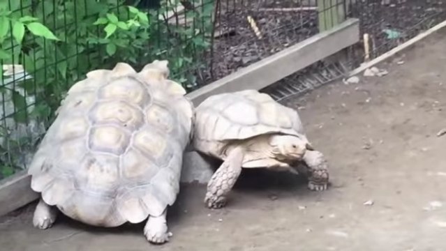 Une tortue vient en aide à une congénère coincée sur un rocher