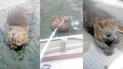 Deux pêcheurs sauvent un wombat de la noyade en Tasmanie