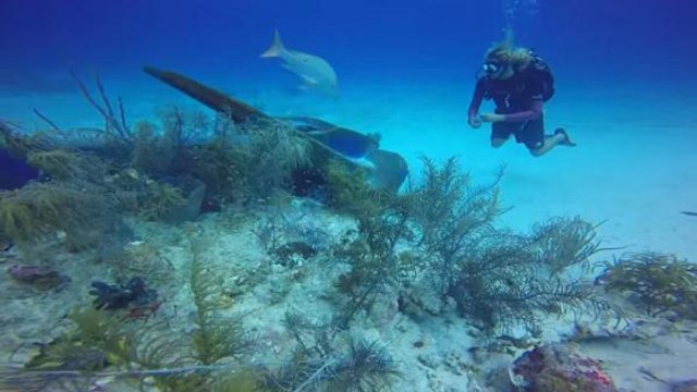 Un récif corallien détruit par l’ancre d’un bateau de croisière dans les îles Caïmans