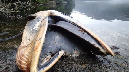 Plus de 300 baleines retrouvées mortes échouées dans un fjord en Patagonie