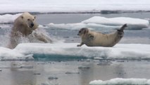 L'attaque spectaculaire d'un ours polaire affamé sur un phoque