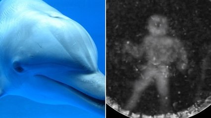 Comment un dauphin voit-il un plongeur ? Des chercheurs pensent avoir trouvé la réponse