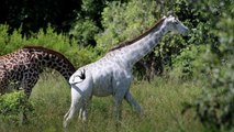 Une girafe blanche extrêmement rare observée en Tanzanie