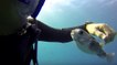 Un poisson-globe curieux rend visite à des plongeurs à Hawaï