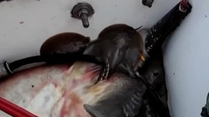 Une raie donne naissance sur un bateau de pêcheurs