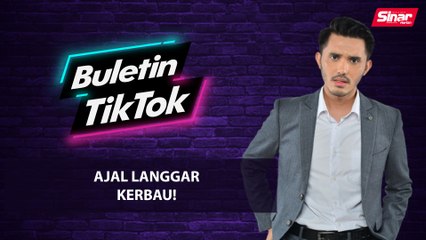 Video herunterladen: Ajal langgar kerbau!