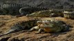 Des crocodiles envahissent Darwin en Australie suite à de fortes inondations