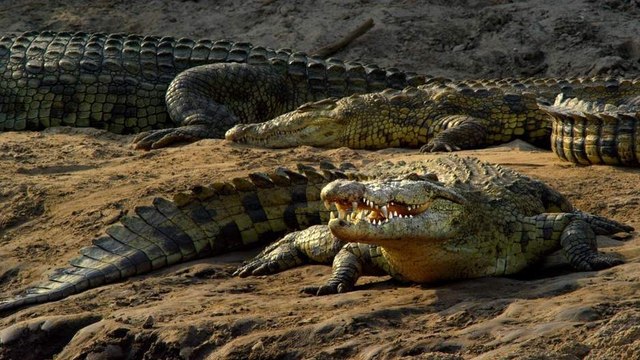 Des crocodiles envahissent Darwin en Australie suite à de fortes inondations