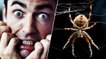 Comment vaincre sa peur des araignées en deux minutes ? Des scientifiques ont trouvé la solution
