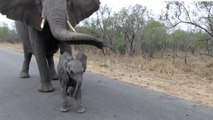 Quand un éléphant protège son petit un peu trop curieux des touristes