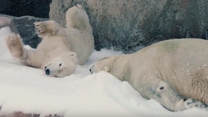 Des ours polaires passent le meilleur moment de leur vie à s'amuser dans la neige