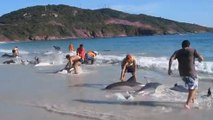 Quand des vacanciers secourent un banc entier de dauphins échoué au Brésil