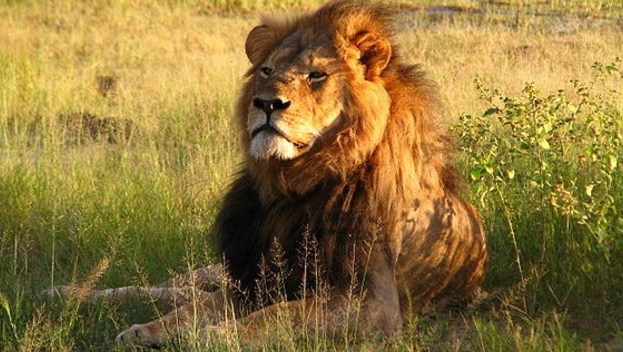 Le lion désormais considéré comme espèce en danger aux Etats-Unis