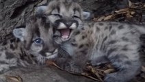 Des bébés pumas sauvages filmés dans les monts de Californie du Sud