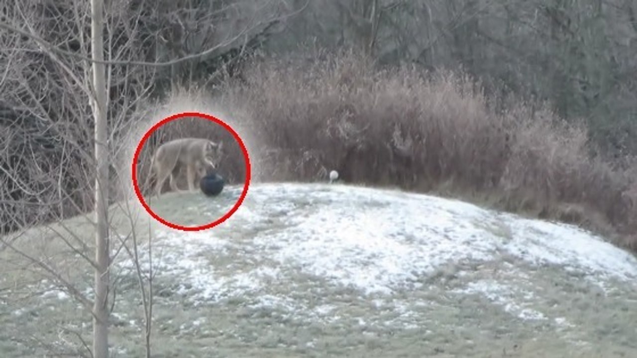 Un coyote sauvage surpris à s'amuser avec le ballon d'un chien