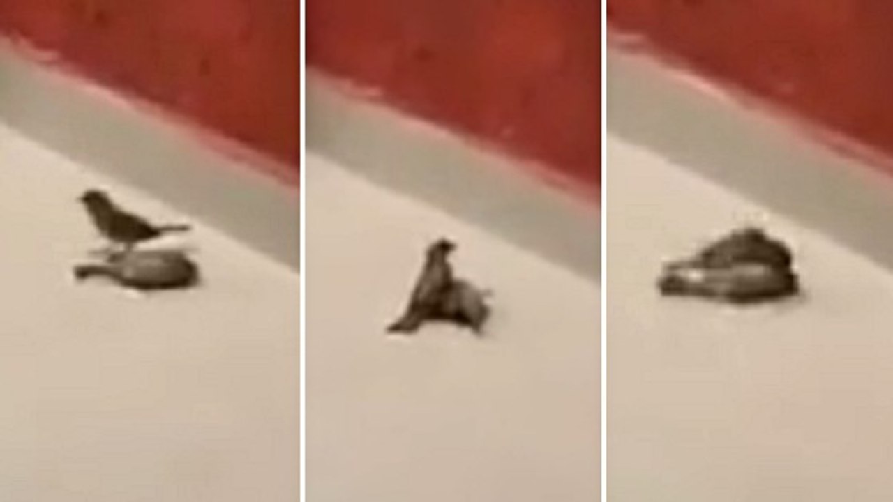 L'étonnante réaction d'un oiseau face à un congénère inanimé