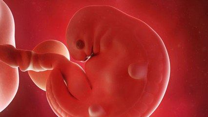 Des chimères cochon-humain bientôt créées pour cultiver des organes ?