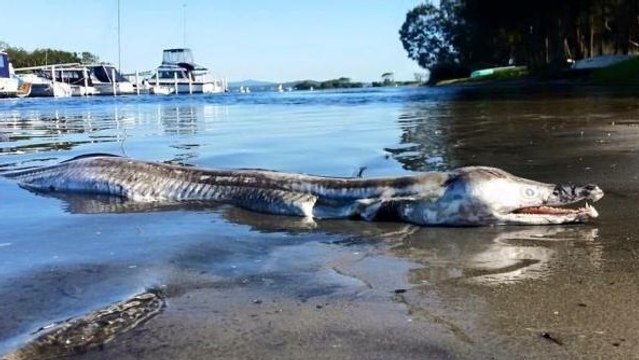 La photo d'une mystérieuse créature marine trouvée en Australie agite internet